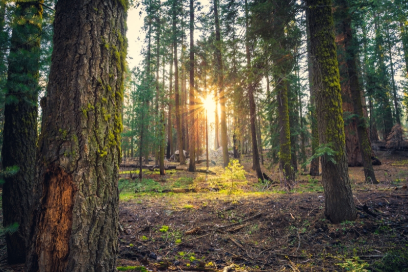 Resiliencia climática