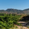 La Ruta del Vino Ribera del Duero recibe la certificación Biosphere Certified