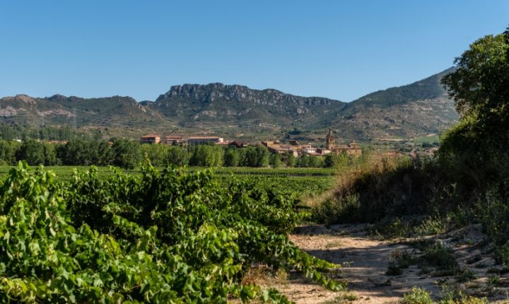 La Ruta del Vino Ribera del Duero recibe la certificación Biosphere Certified