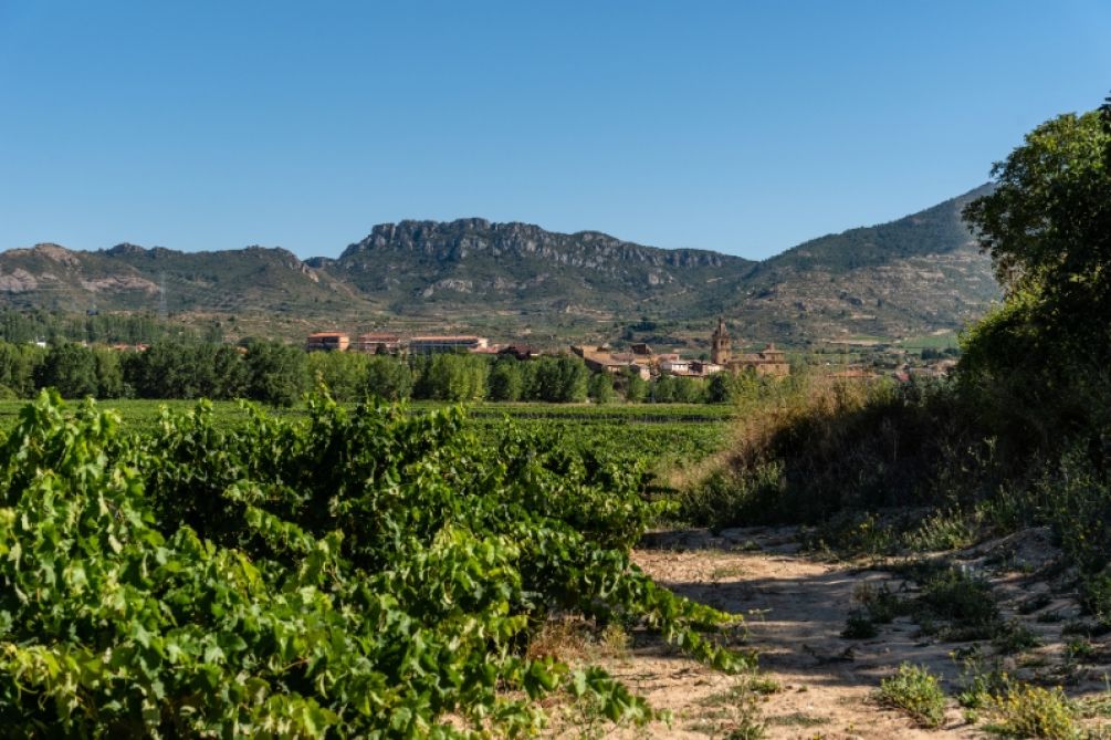 La Ruta del Vino Ribera del Duero recibe la certificación Biosphere Certified