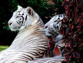 Loro Parque